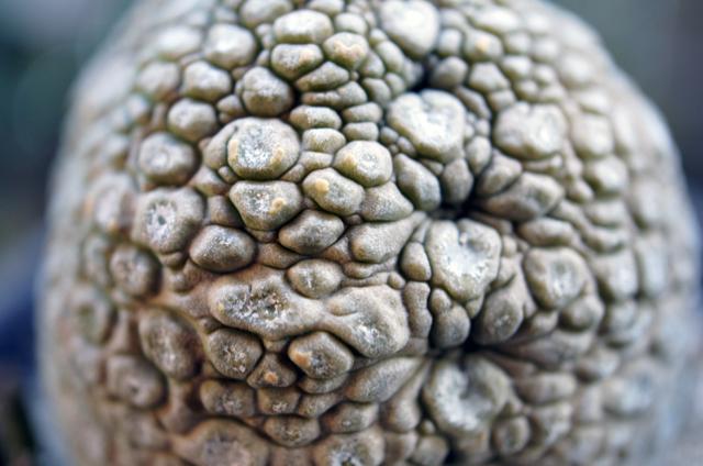 isla del pescado - Pseudolithos migiurtinus-プセウドリトス