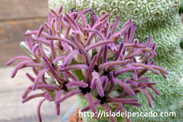 isla del pescado - Pseudolithos X 'Cubi-iurtinus