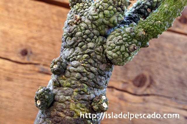 isla del pescado - Pseudolithos x 'dodosoni-urtinus