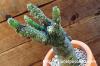 Pseudolithos x 'dodosoni-urtinus'  プセウドリトス cv. 'ドドソニウルティヌス'