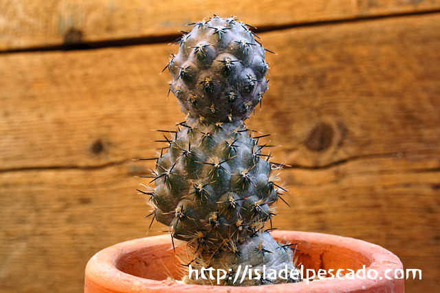 isla del pescado - Pterocactus hickenii-怒黄竜