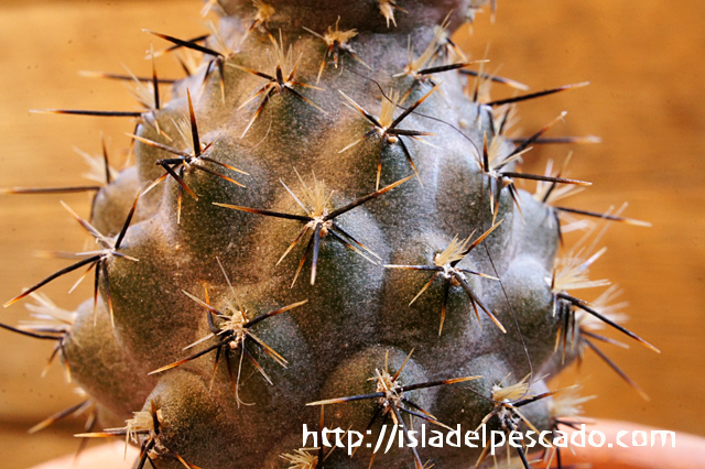 isla del pescado - Pterocactus hickenii-怒黄竜 isla del pescado - Pterocactus hickenii-怒黄竜