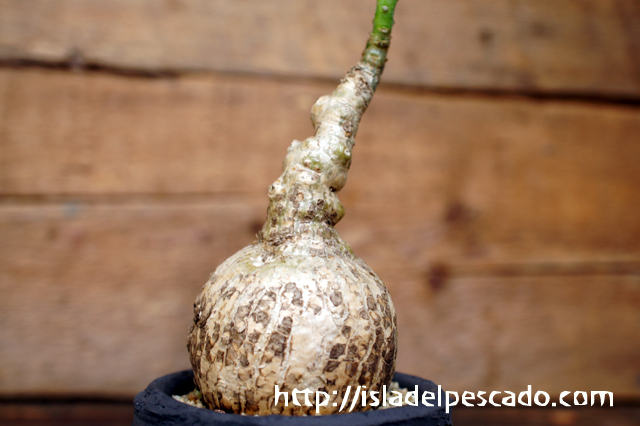 isla del pescado - Pterodiscus speciosus-古城