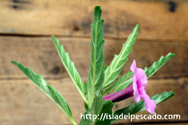 isla del pescado - Pterodiscus speciosus-古城