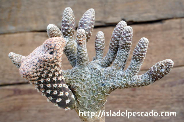 団扇仙人掌。◻️枝垂れ滝 isla del pescado - Puna clavarioides-茸ウチワ