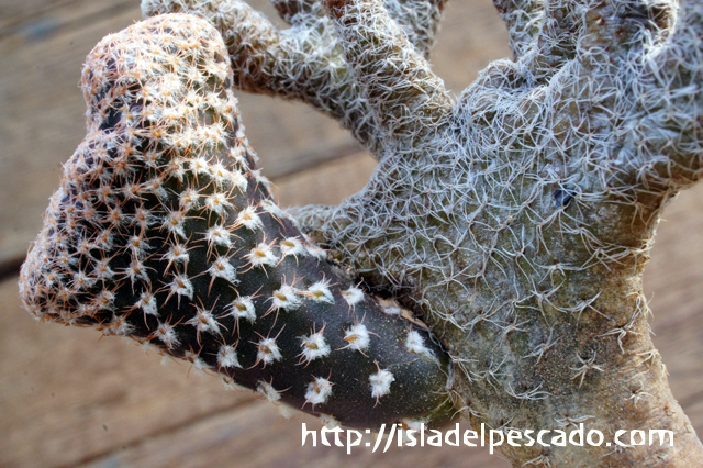 団扇仙人掌。◻️枝垂れ滝 isla del pescado - Puna clavarioides-茸ウチワ