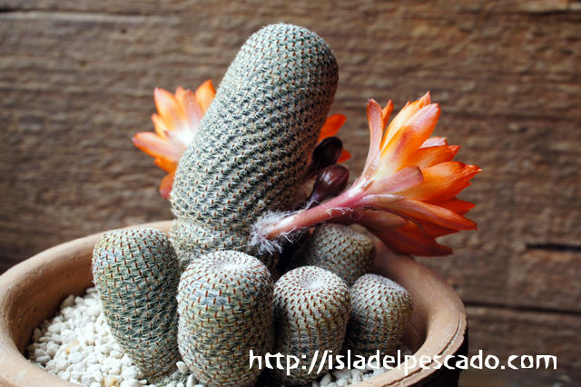 isla del pescado - Rebutia heliosa-紅宝山