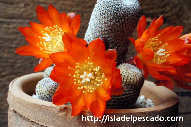 isla del pescado - Rebutia heliosa-紅宝山