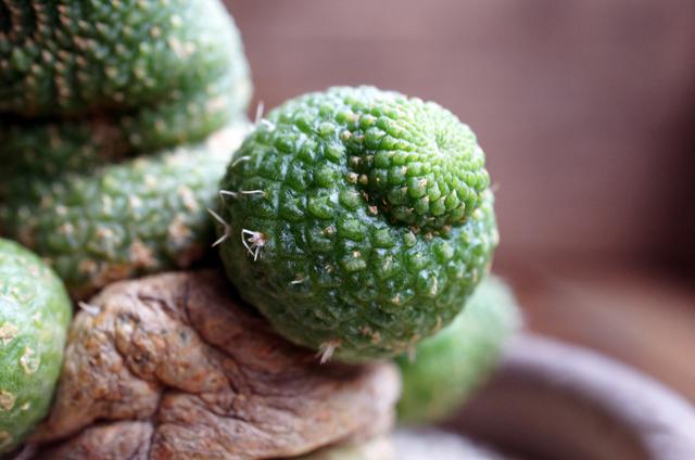 isla del pescado - Rebutia krainziana cv. nudum-レブチア isla del pescado - Rebutia krainziana cv. nudum-レブチア