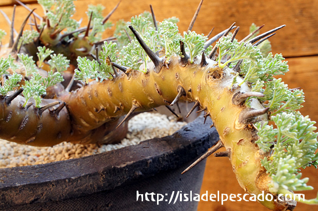 isla del pescado - Sarcocaulon herrei-竜骨城