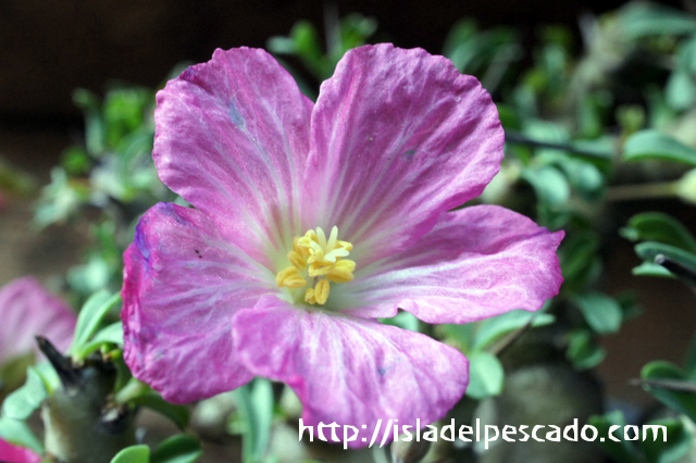 isla del pescado - Sarcocaulon patersonii-サルコカウロン isla del pescado - Sarcocaulon patersonii-サルコカウロン