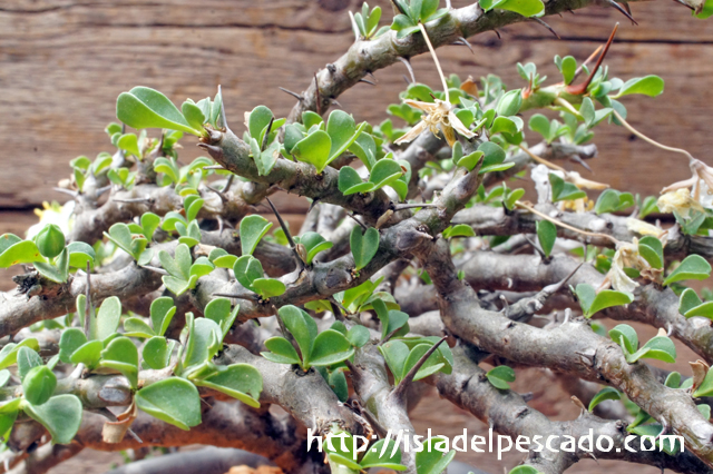 isla del pescado - Sarcocaulon vanderietiae-竜骨扇