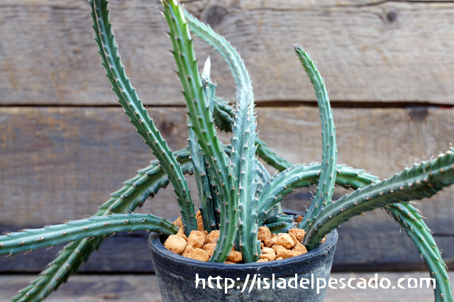 isla del pescado - Senecio stapeliaeformis-鉄錫杖