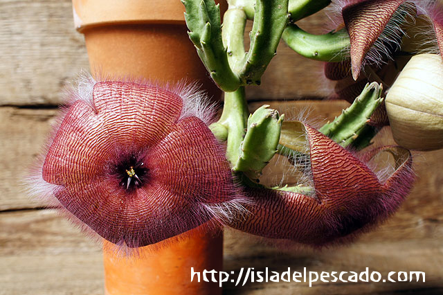 isla del pescado - Stapelia grandiflora-大花犀角