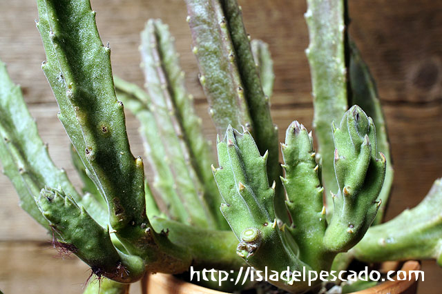 isla del pescado - Stapelia grandiflora-大花犀角