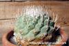 Strombocactus disciformis 菊水
