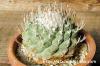 Strombocactus disciformis 菊水 image_2