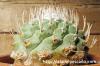 Strombocactus disciformis 菊水 image_3