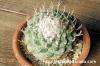 Strombocactus disciformis 菊水 image_5