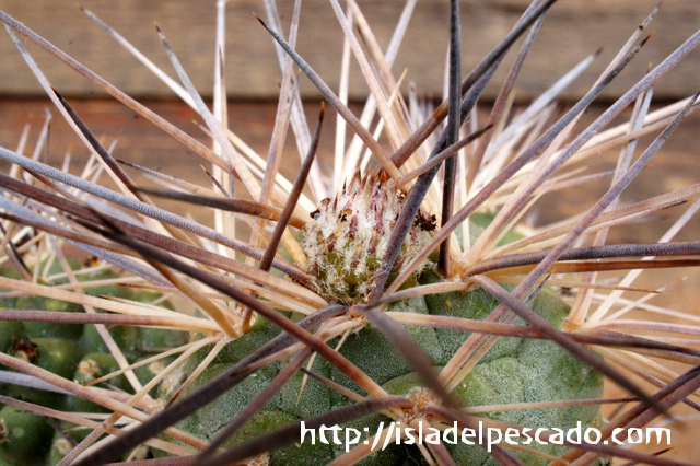 isla del pescado - Tephrocactus alexanderi-蛮将殿