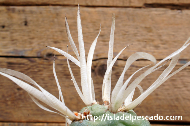 l_tephrocactus_articulatus_ima l_tephrocactus_articulatus_ima