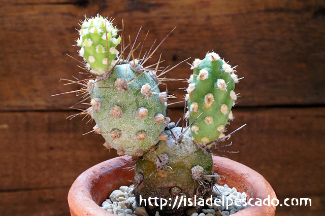 isla del pescado - Tephrocactus dimorphus-鵞鳥和尚