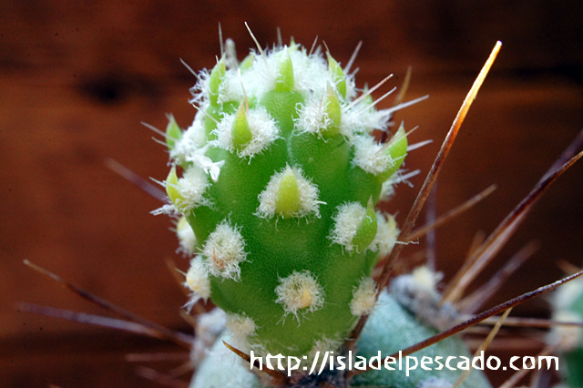 Amazon.co.jp: テフロカクタス ウェベリー Tephrocactus weberi