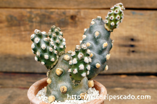 isla del pescado - Tephrocactus molinensis-妖鬼殿