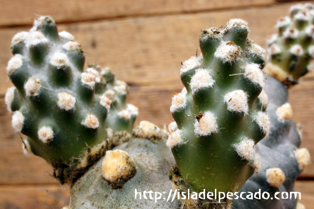 isla del pescado - Tephrocactus molinensis-妖鬼殿