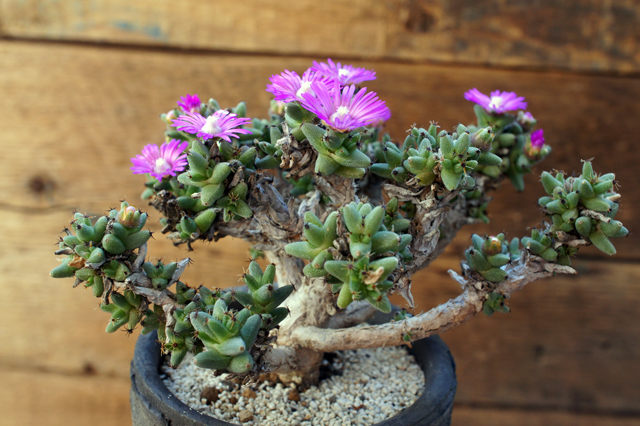 トリコディアデマ　ミラビレ　模様木 トリコディアデマ ミラビレ 模様木 種子 トリコディアデマ・ミラビレ