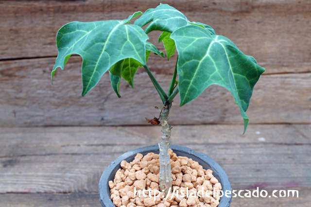 isla del pescado - Trochomeriopsis diversifolia-トロコメリオプシス・ディベルシフォリア