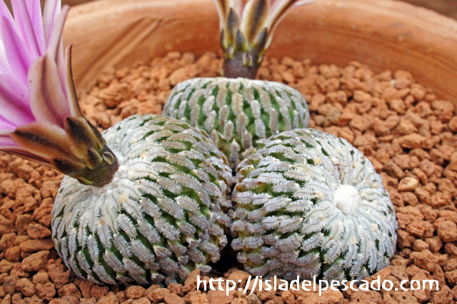 isla del pescado - Turbinicarpus pseudopectinatus var