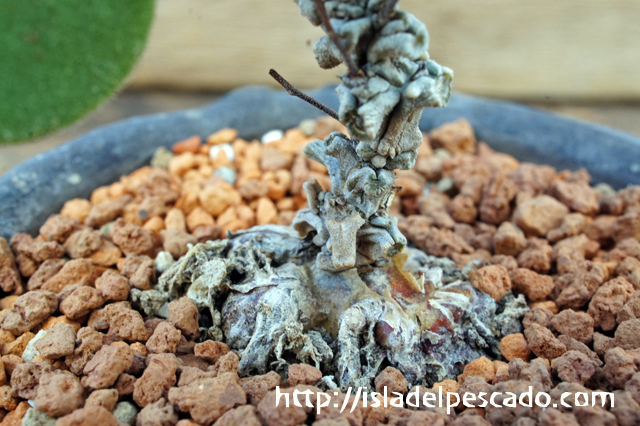 H31 Tylecodon hallii チレコドン ハリー 現地球 検(グラキリス