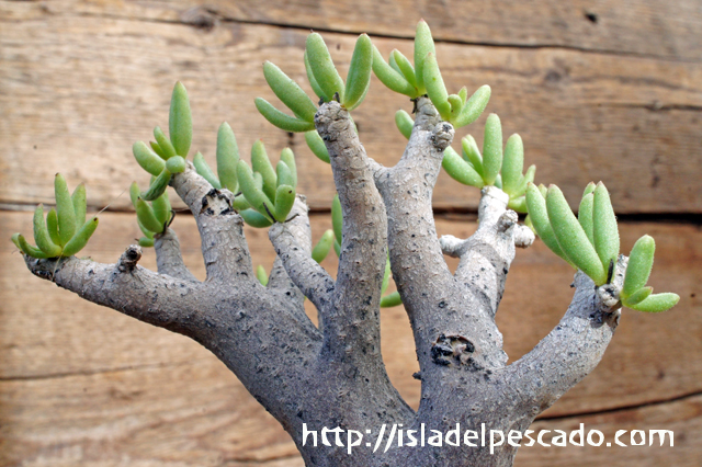 isla del pescado - Tylecodon hallii-チレコドン・ハリー