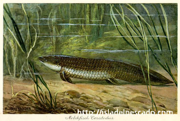 isla del pescado