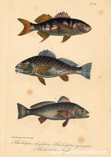 isla del pescado