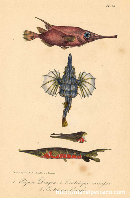 isla del pescado